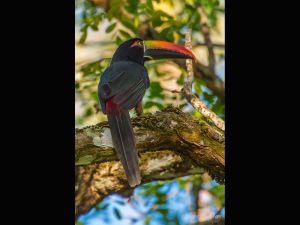 Fiery-billed Aracari